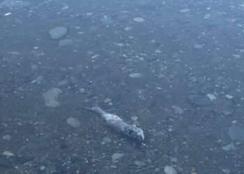 Жительница Владикавказа обеспокоена состоянием озера на Водной станции