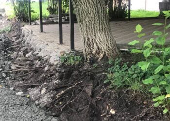 Жители дома по улице Дзусова, 30/1 возмущены незаконным расширением дороги и уничтожением деревьев