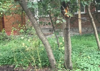 Жители дома по улице Дзусова, 30/1 возмущены незаконным расширением дороги и уничтожением деревьев