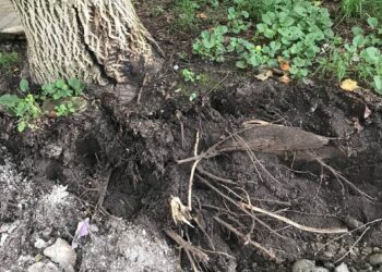 Жители дома по улице Дзусова, 30/1 возмущены незаконным расширением дороги и уничтожением деревьев