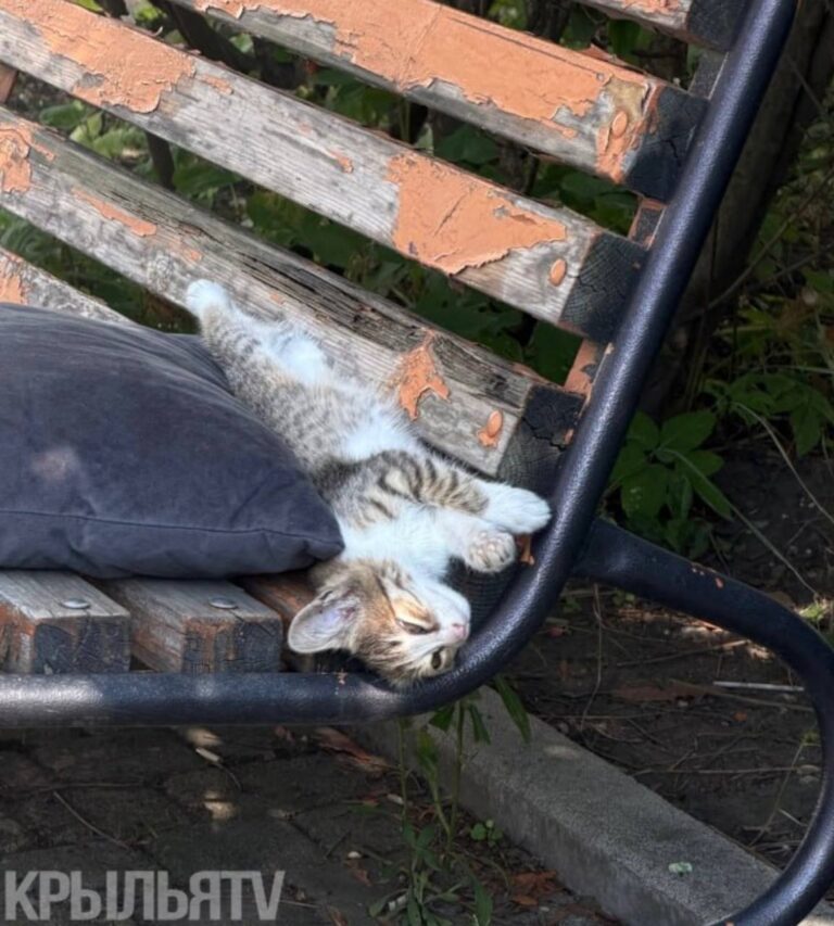 «Видала я котов без улыбки, но улыбки без кота! Такого я в жизни еще не встречала»