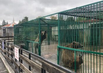 Диких животных в зоопарке Владикавказа содержат без необходимых условий
